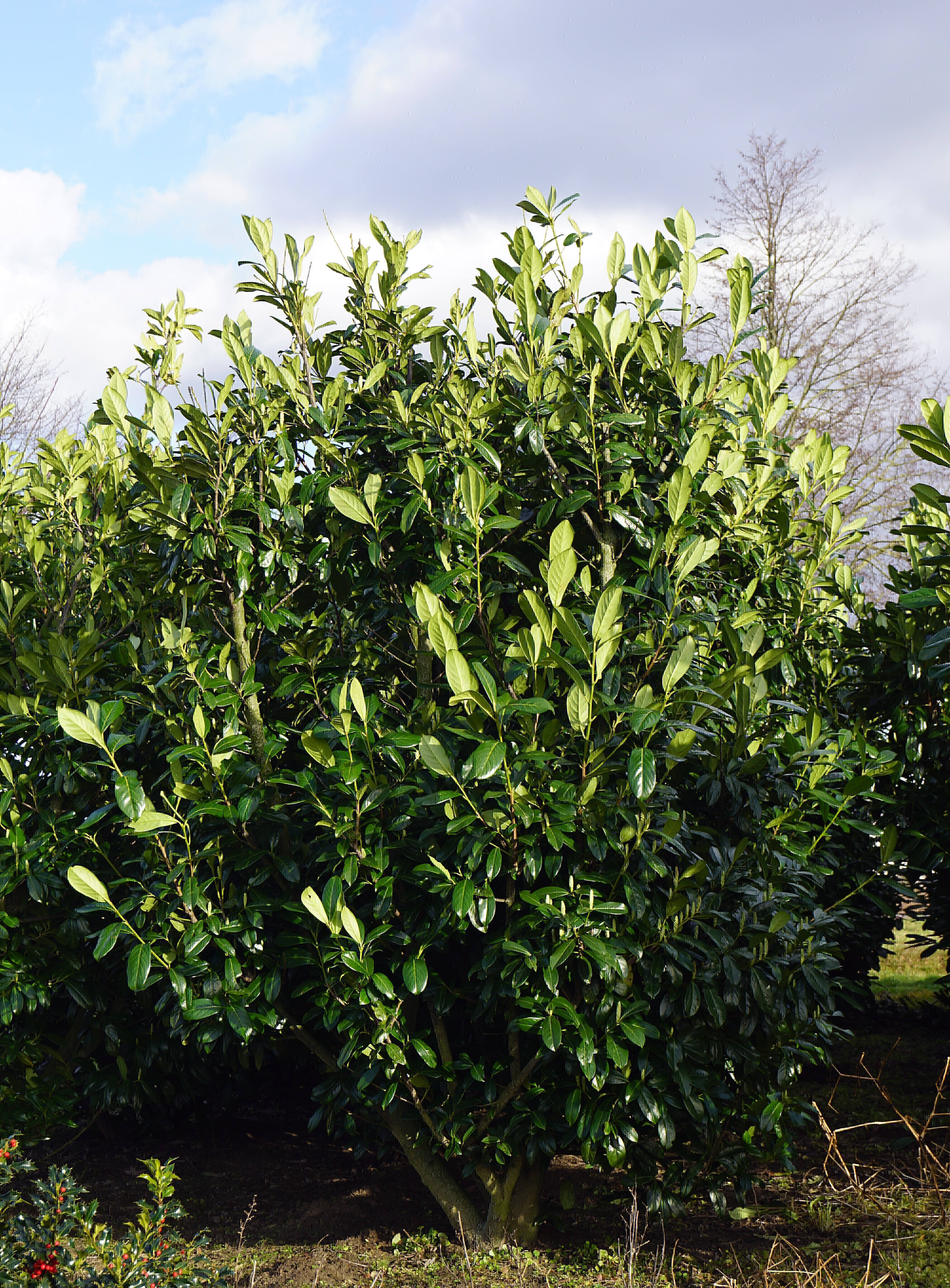 Prunus laurocerasus 'Novita' (10)